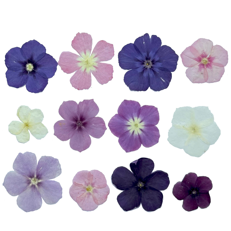 12 adet, Yarı Şeffaf Niş Phlox - Resin Art Case incelemesi ve fiyatı