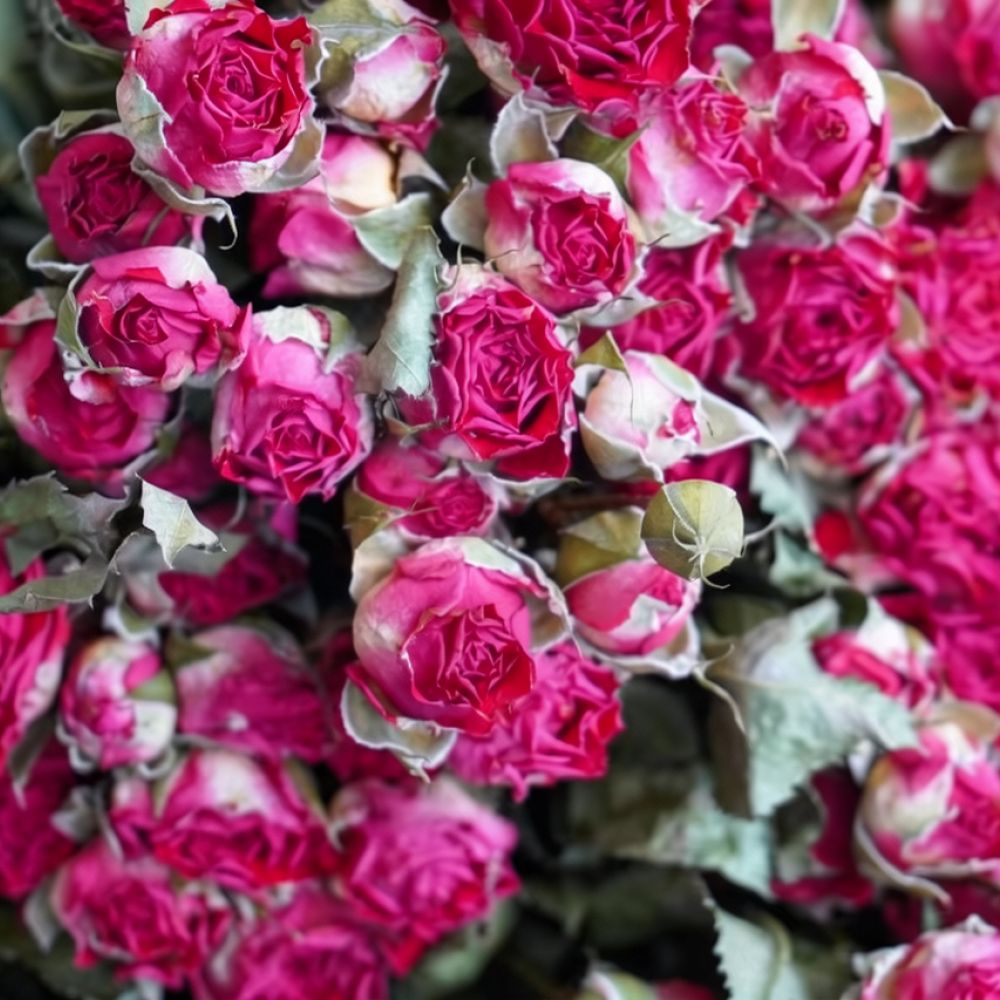 Doğal Kurutulmuş Balon Gül Çiç - Resin Art Rose incelemesi ve fiyatı