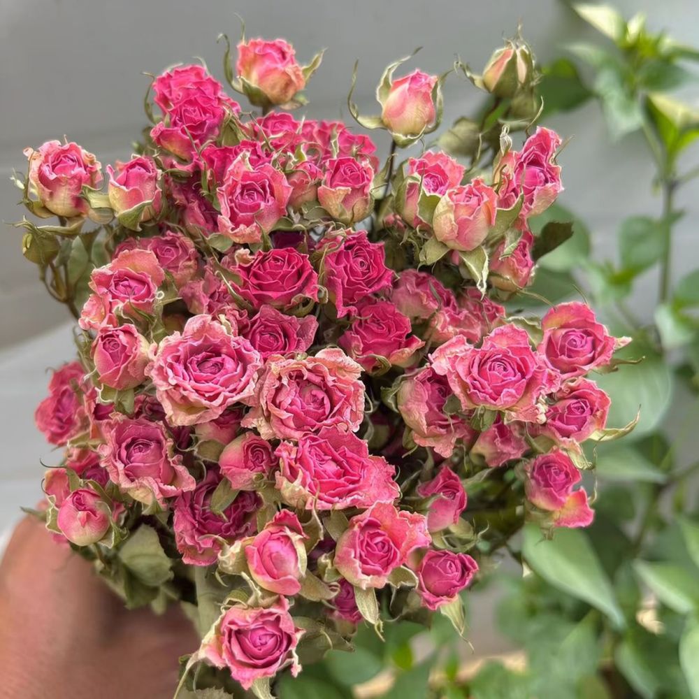 Doğal Kurutulmuş Balon Gül Çiç - Resin Art Rose incelemesi ve fiyatı